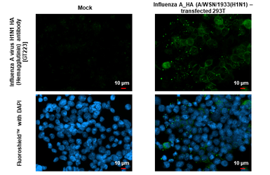Anti-Influenza A virus H1N1 HA (Hemagglutinin) antibody [GT223] used in Immunocytochemistry/ Immunofluorescence (ICC/IF). GTX629750